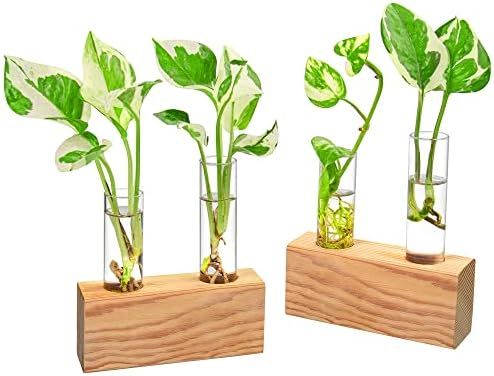 Ivolador Test Tube Glass Plant Terrarium Container Perfect for Propagating Hydroponic Plants Home... | Amazon (US)
