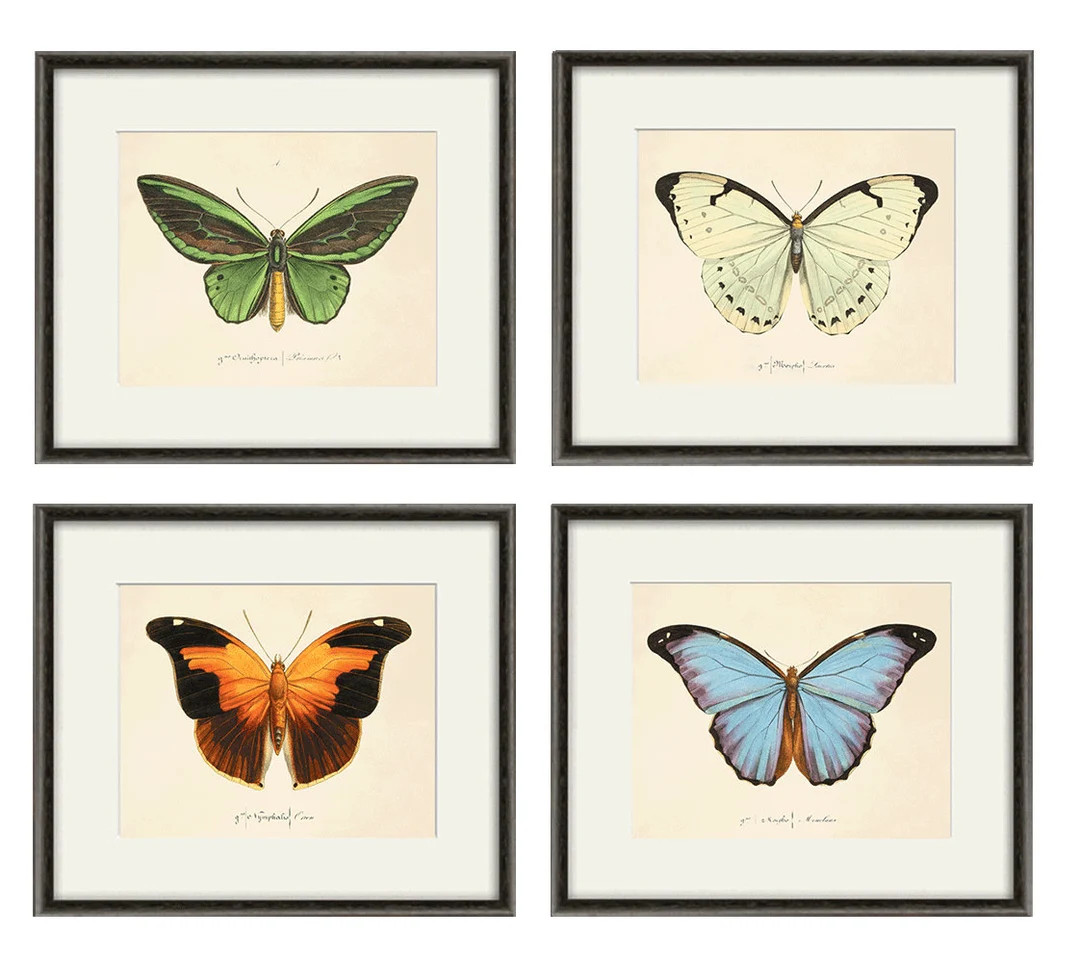 Antique Butterfly Art Print Set Nature Print Natural History Art Old Prints Antique Prints Victor... | Etsy (US)