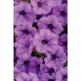 PROVEN WINNERS 4.25 in. Grande Supertunia Purple Flowers Mini Vista Indigo (Petunia) Live Plants ... | The Home Depot