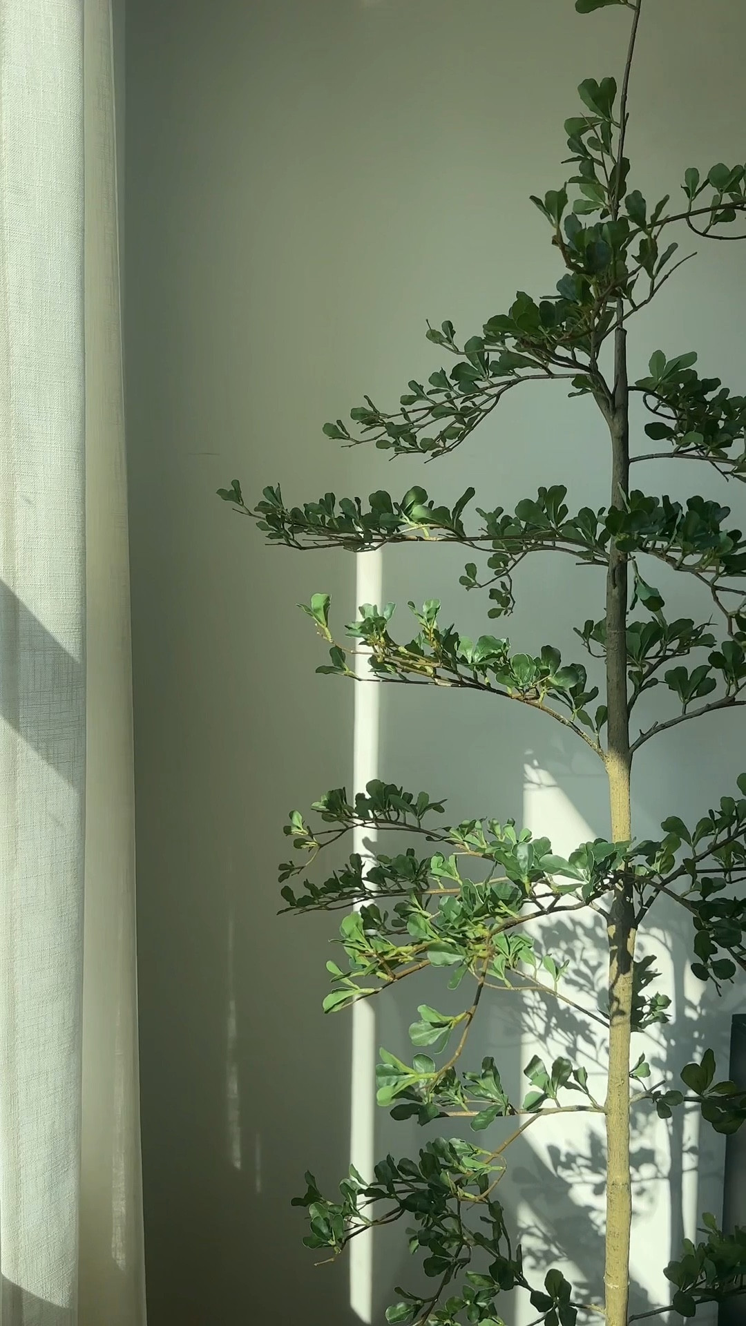 Added a new olive tree downstairs because I was constantly moving my other around depending on my mood 🤣

#LTKHome