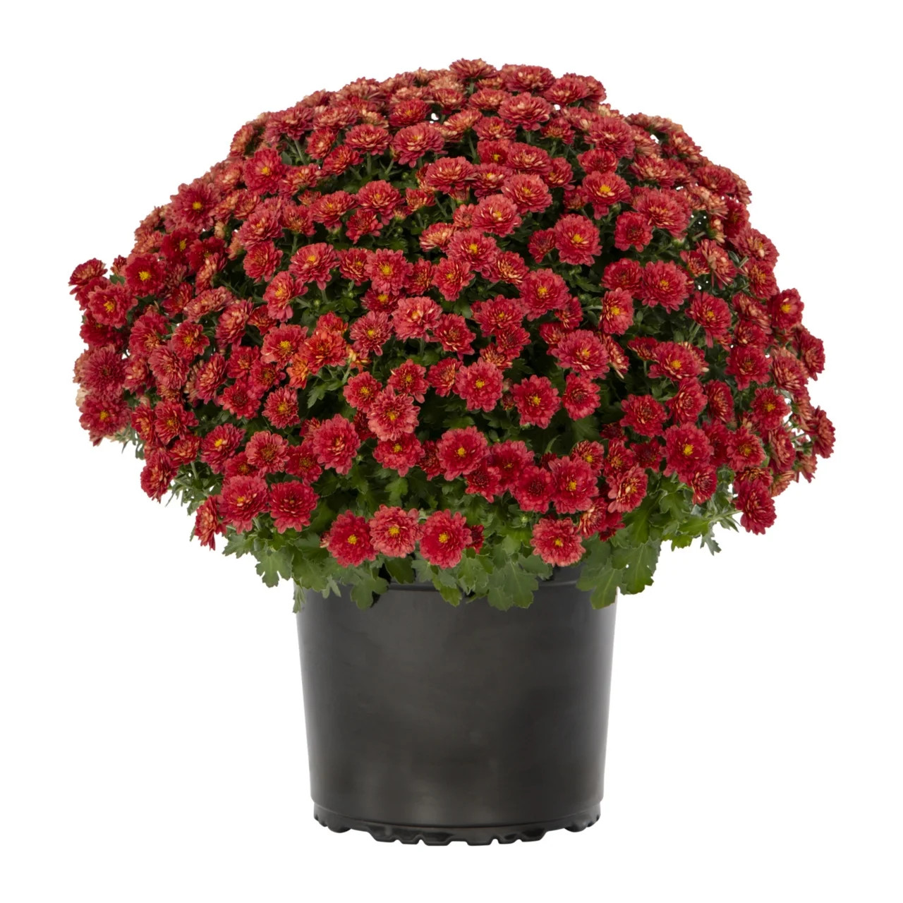 Expert Gardener 3QT Red Mum Live Plant in Grower Pot, Full Sun | Walmart (US)