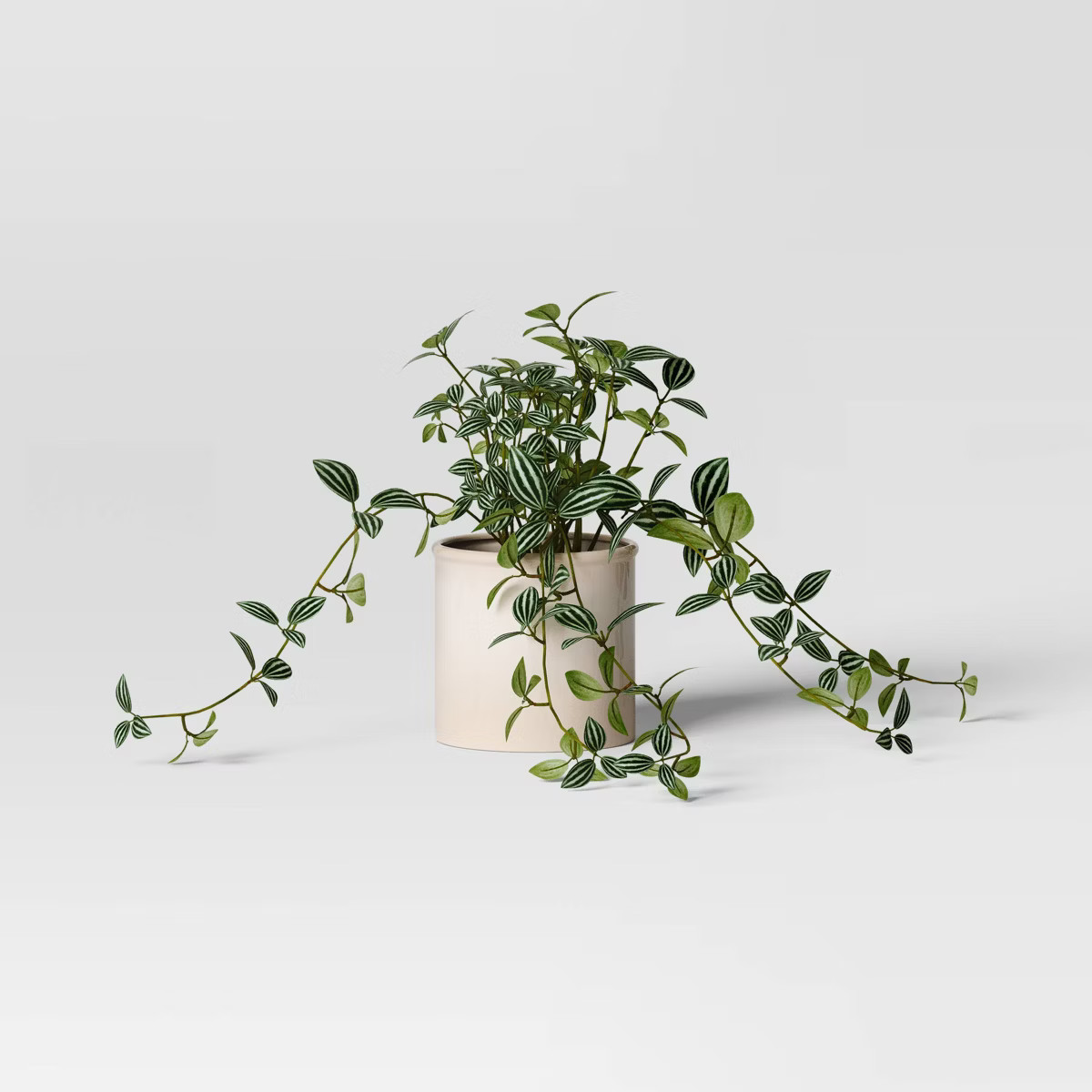 Trailing Peperomia Potted Plant - Threshold™ | Target