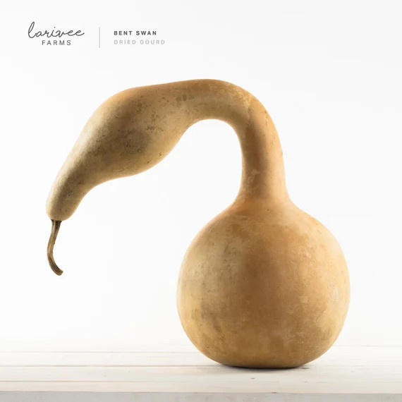 Large Bent Swan Gourd - Etsy | Etsy (US)