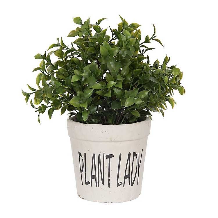 Plant Lady Tea Olive Tree Arrangement | Kirkland's Home