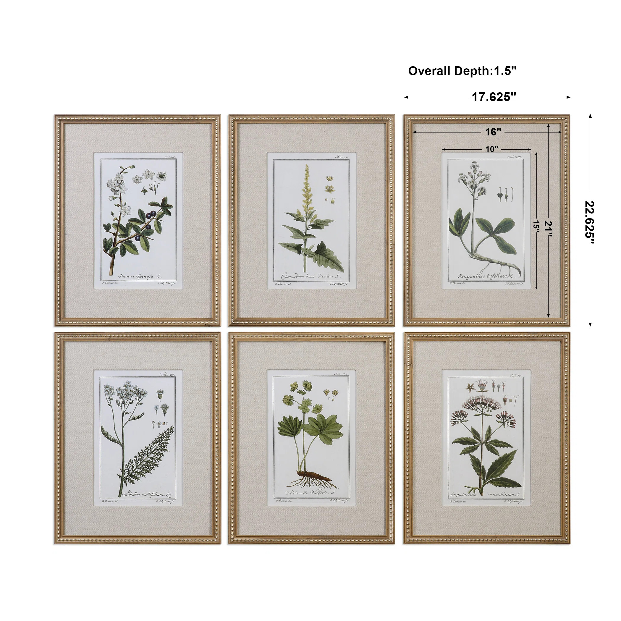 Three Posts™ Botanical Study' - 6 Piece Picture Frame Graphic Art Print Set on Paper & Reviews ... | Wayfair North America