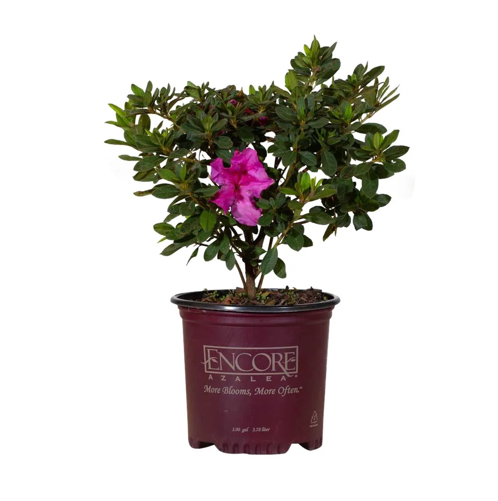 Encore Azalea Autumn Royalty (1 Gallon) Purple Flowering Shrub - Full Sun Live Outdoor Plant | Walmart (US)