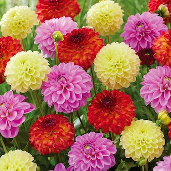 Garden State Bulb Multicolor Decorative Mix Dahlia Bulbs 8 Count | Lowe's