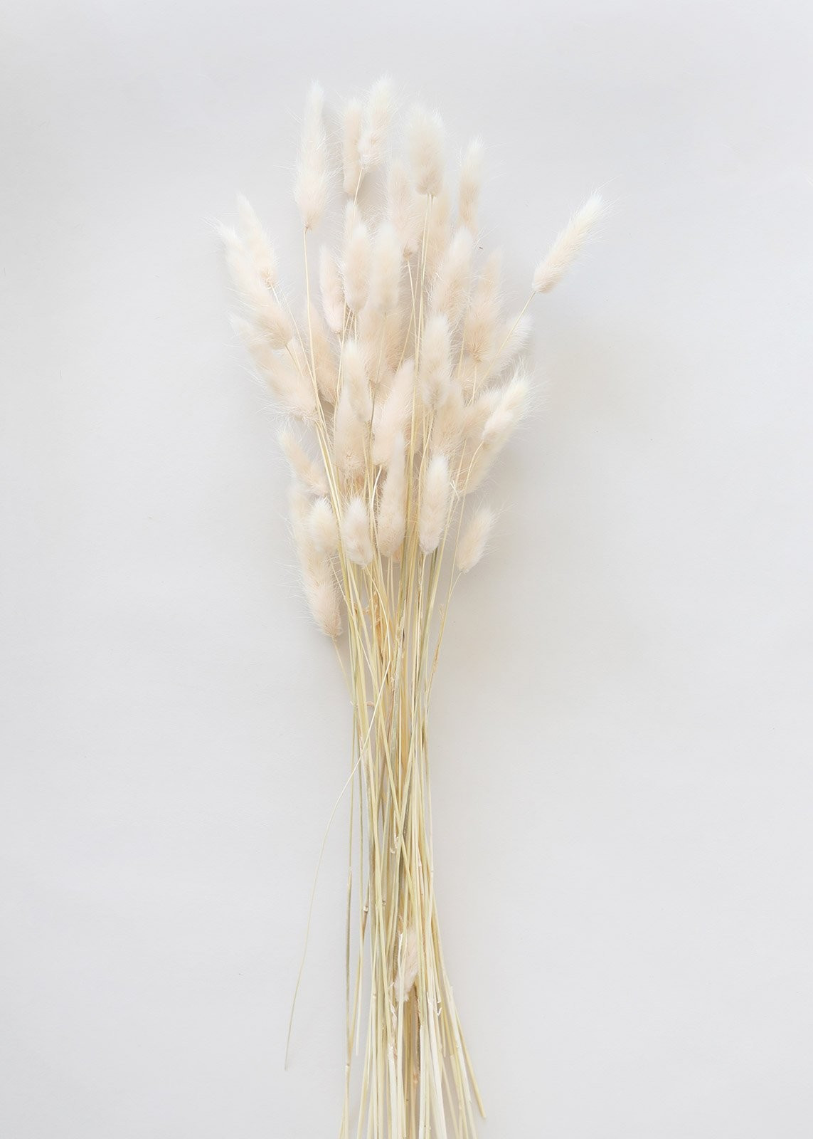 Natural Dried Bunny Tail in Swiss Coffee (Off-White) - 12-24" Tall | Afloral (US)