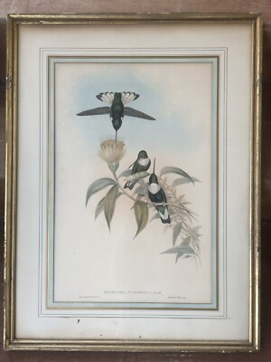 ANTIQUE GOULD HUMMINGBIRD LITHOGRAPH Hand Colored GREEN-THROATED INCA Hullmandel | eBay US