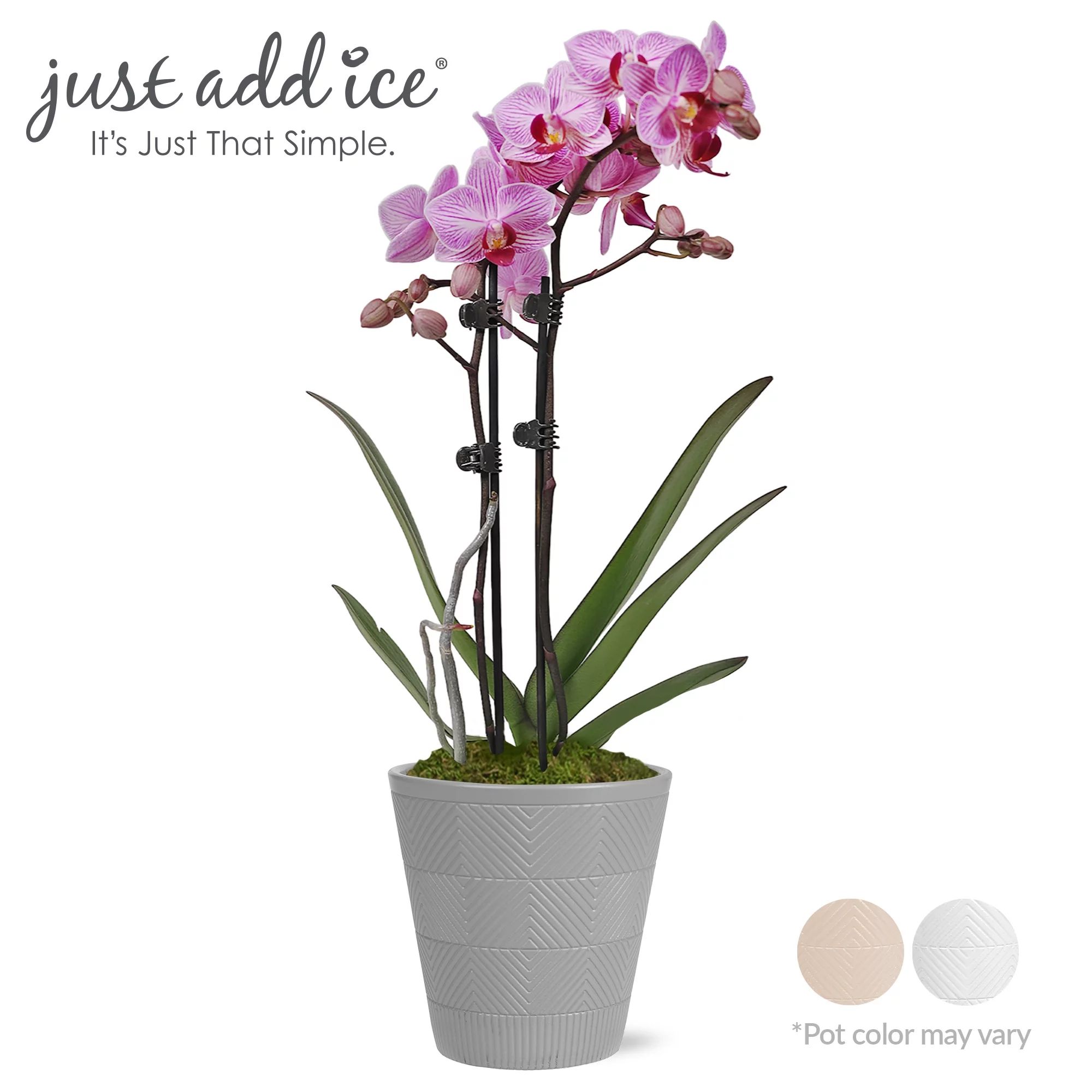 Just Add Ice Live Plant 15-20" Tall Petite Pink Purple Orchid in 3" Decorative Clay Pot | Walmart (US)