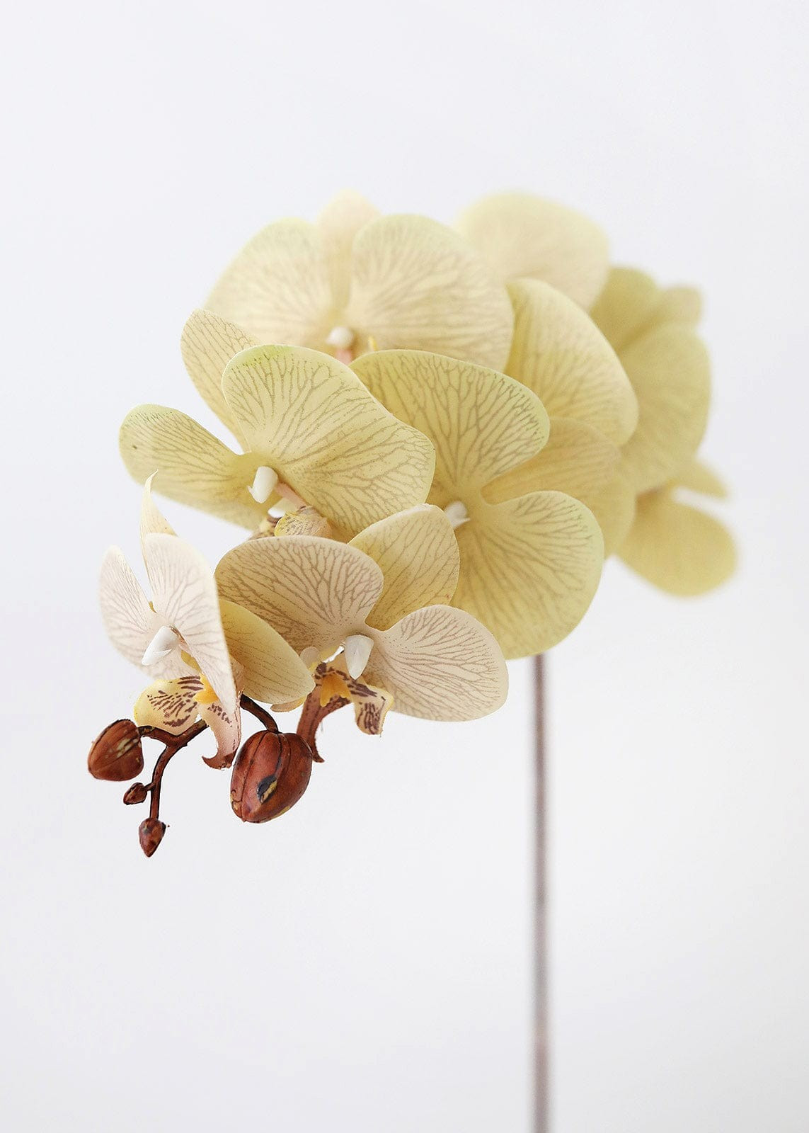 Beige Fake Phalaenopsis Orchid Flowers - 30 | Afloral (US)