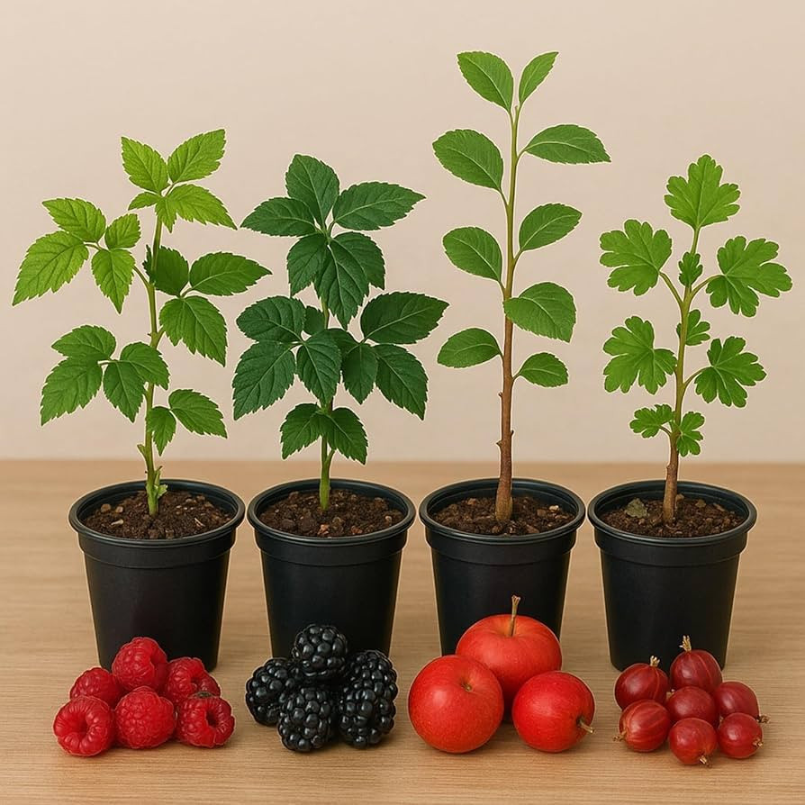 Jam & Jelly Grower’s Kit – 4 Live Fruit Plant Seedlings – Red Caroline Raspberries, Triple ... | Amazon (US)