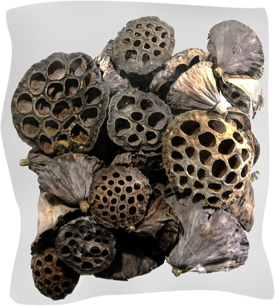 SuperMoss (20802 40-Piece Lotus Pods, Brown, Mixed | Amazon (US)