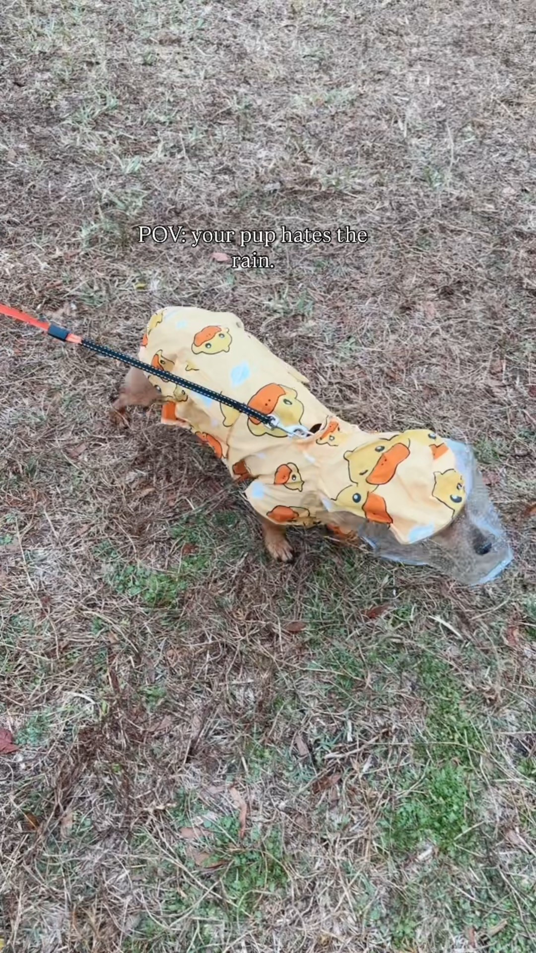 Amazon finds
Dog mom
Amazon finds
Must haves 
Raincoat 

Ltkpets

#LTKmomlife