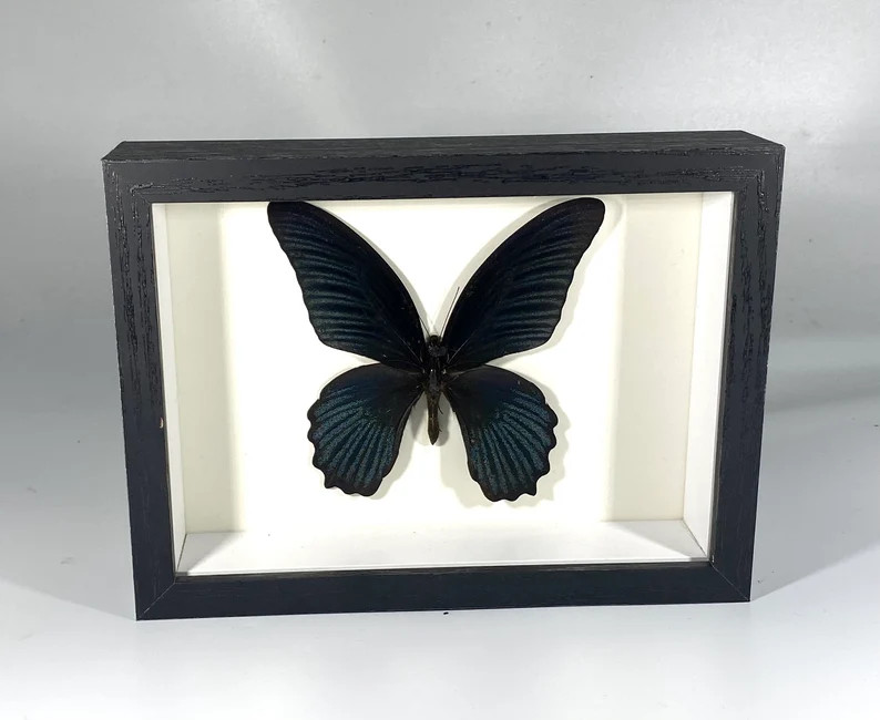 Real Framed Black Papilio Memnom Butterfly Home Decor | Etsy | Etsy (US)