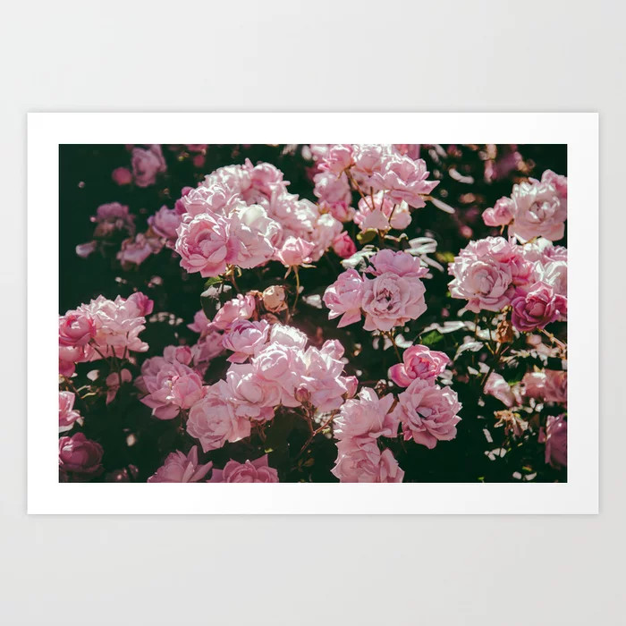 Light Pink Roses Art Print | Society6