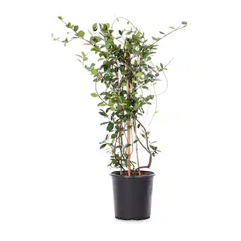 Lowe's Jasmine Star Shrub in 3.58-Gallon (s) | Lowe's