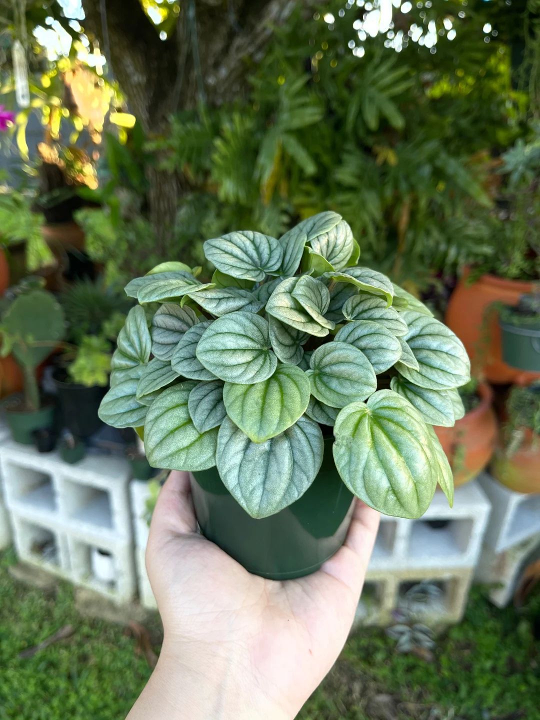 Peperomia Frost 4 Rare Succulent Live Plant - Etsy | Etsy (US)