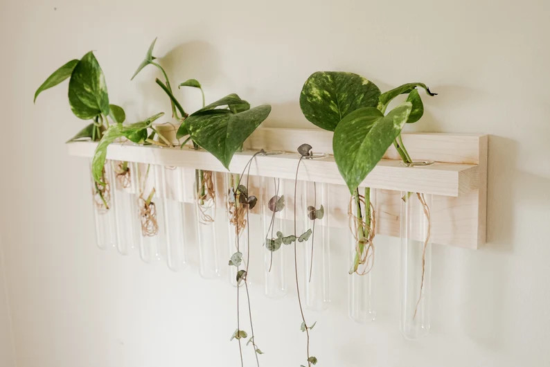 Hanging Plant propagation, Natural wooden wall mounted propagation station, Modern wooden vase, w... | Etsy (US)