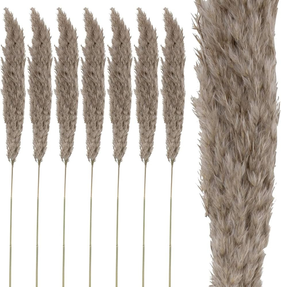 Koyal Wholesale Real Dried Pampas Grass Decor Plumes, 28-32 Inches, Natural Cream Color, Bulk of ... | Amazon (US)