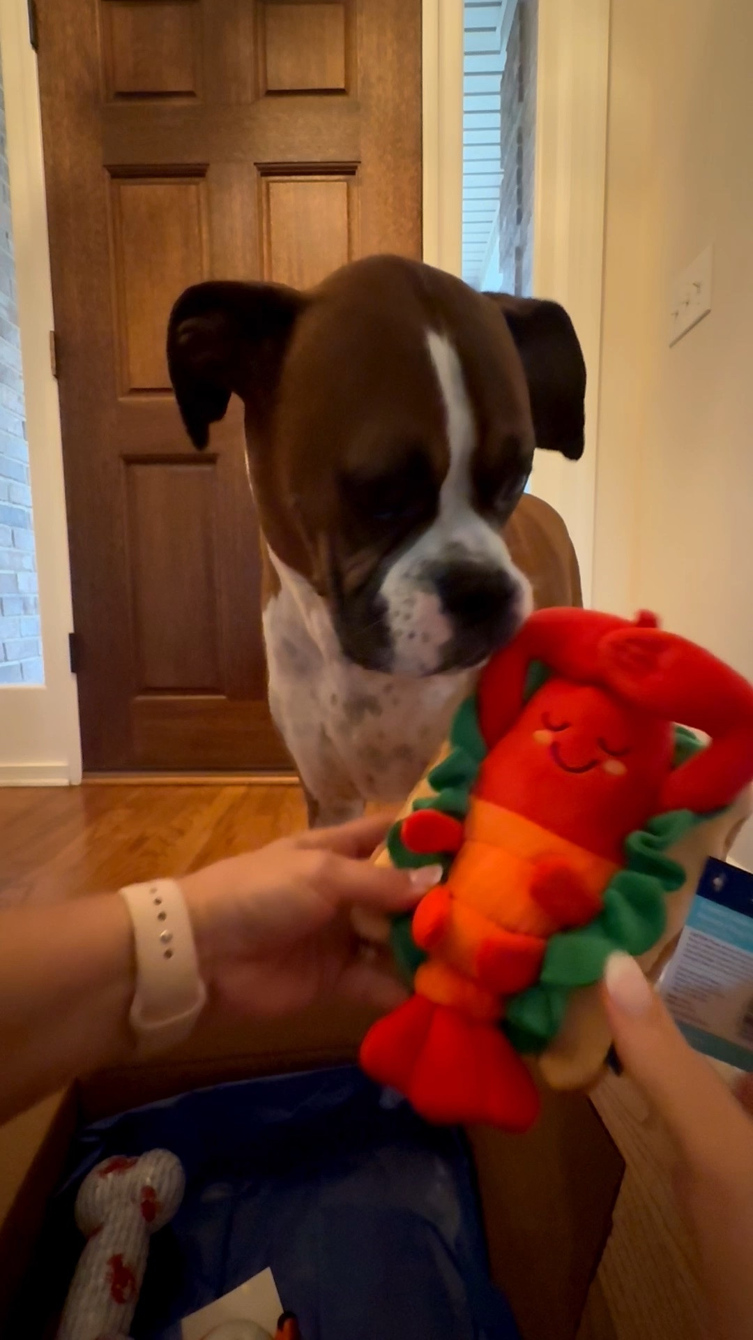 Thank you @Chewy for my boxer, Bruno’s, fun new box of your new Coastal dog toys!!! 

He was so excited to get new toys!!!! 

#Chewy #chewygifted

#LTKdayinmylife #LTKHome #LTKActive