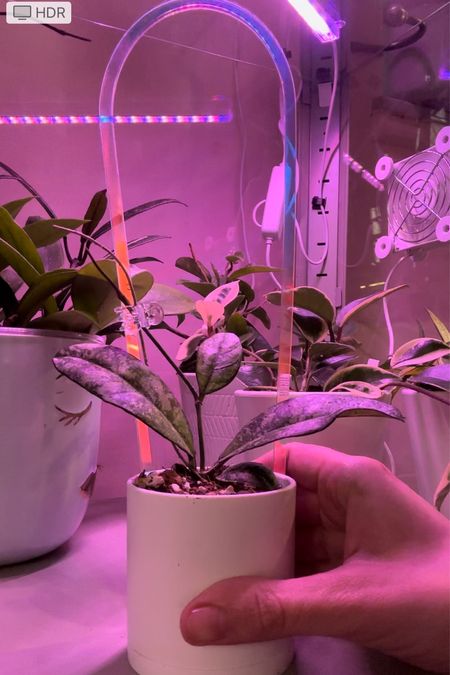 Acrylic plant trellis, holographic plant trellis, Hoya trellis, Hoya pot, houseplant pots 

#LTKsalealert #LTKhome #LTKfindsunder50