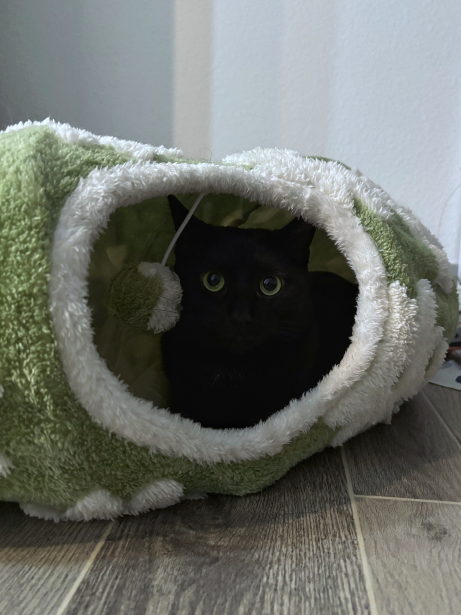 We’re obsessed with this adorable cat tunnel! 🐾 You can keep it in a cute donut shape or stretch it out for extra zoomies. The perfect mix of fun and aesthetic for your home!

#LTKFamily #LTKPets #LTKHome