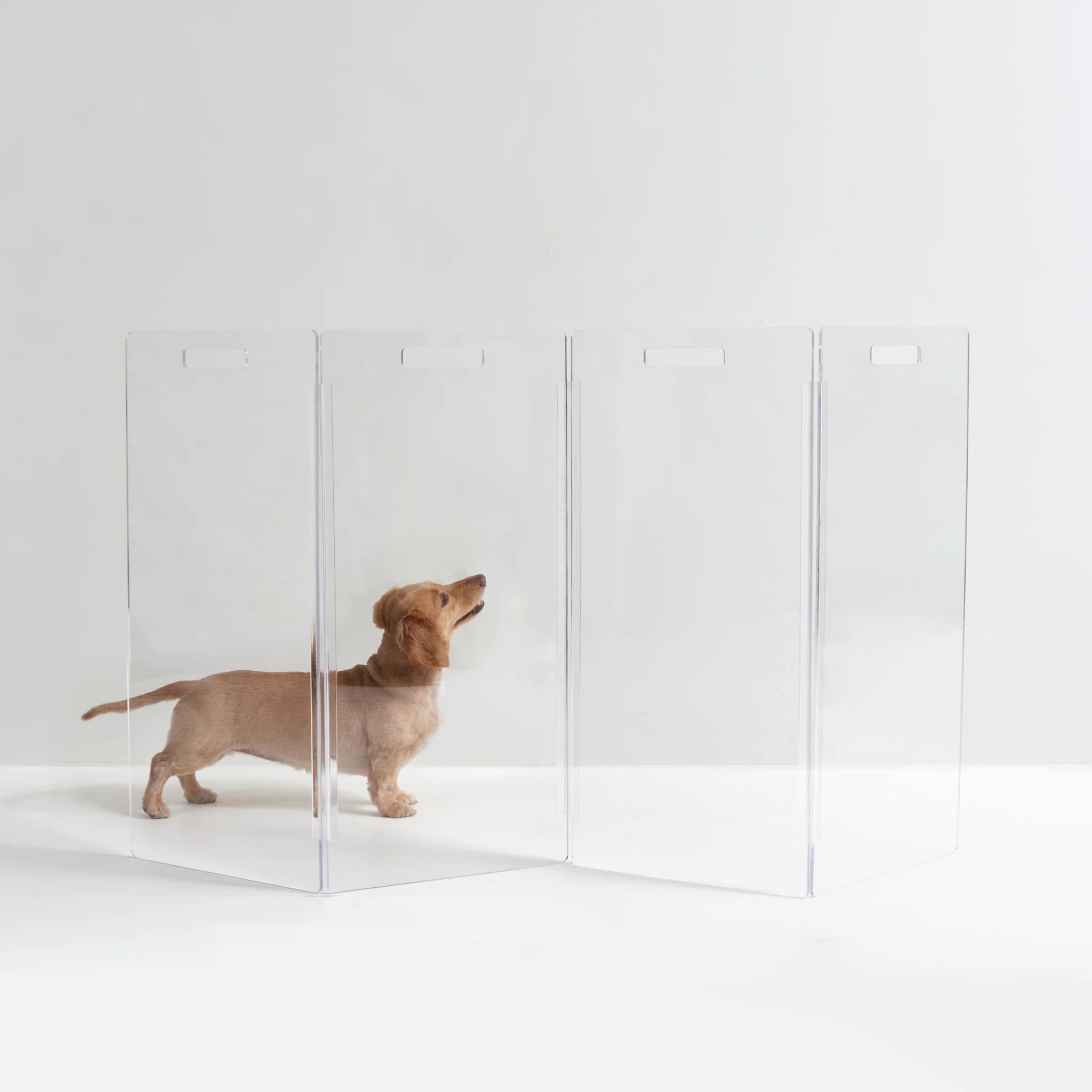 Clear Freestanding Zig Zag Pet Gate | Wayfair North America