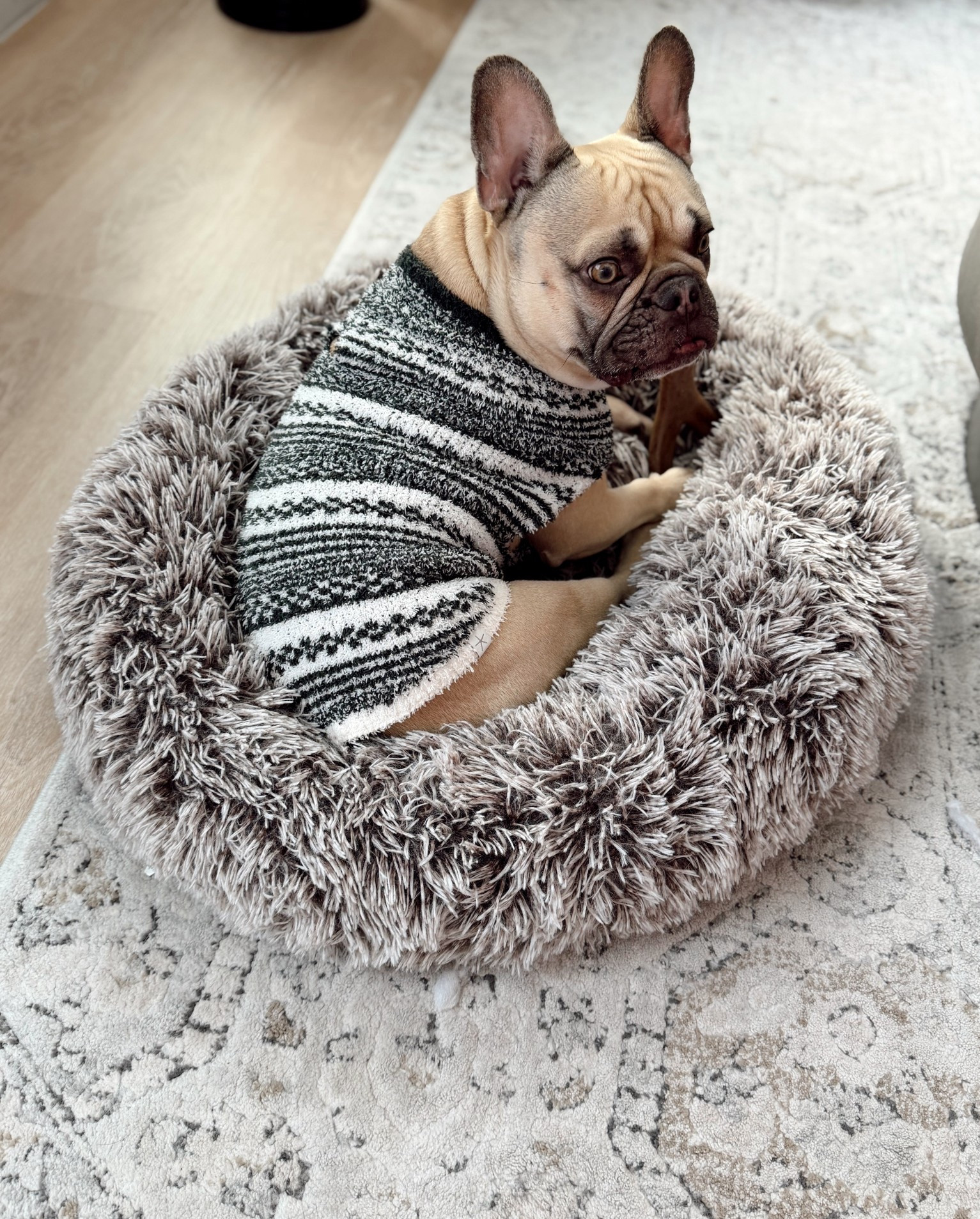 Mack’s favorite sweaters! Same as his blanket and he is literally obsessed! Mack does medium. 



#LTKootd #LTKSeasonal #LTKdayinmylife