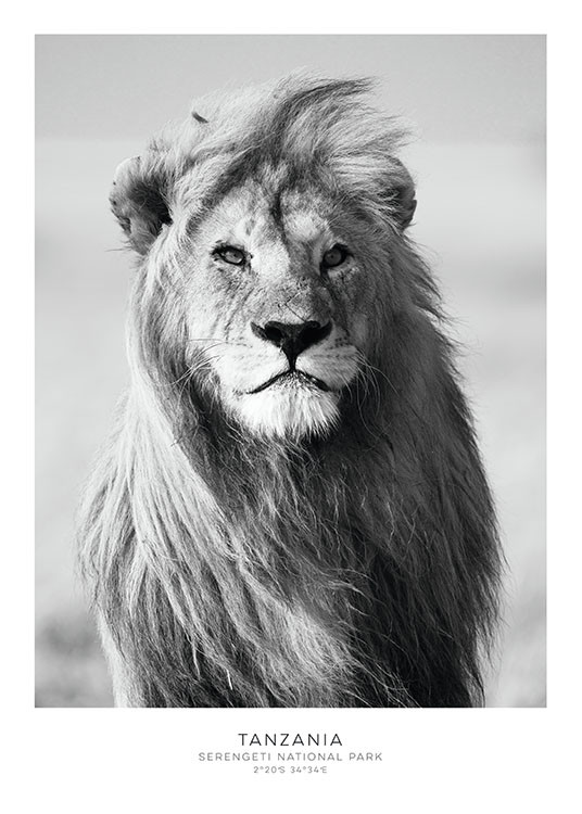 Lion, Prints | Desenio