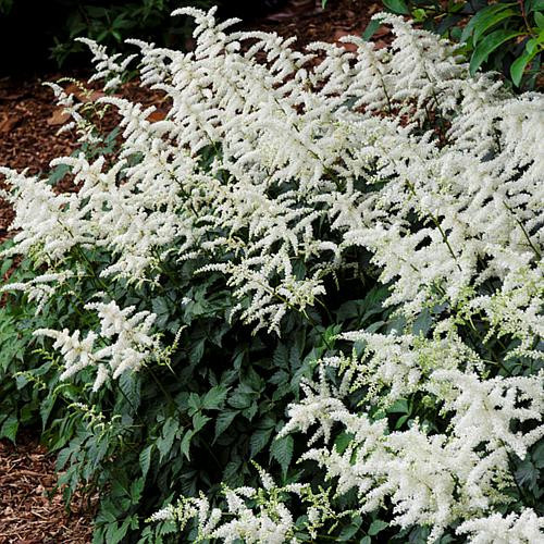 VanZyverden Astilbe Bridal Veil® Roots 5-Pack | HSN