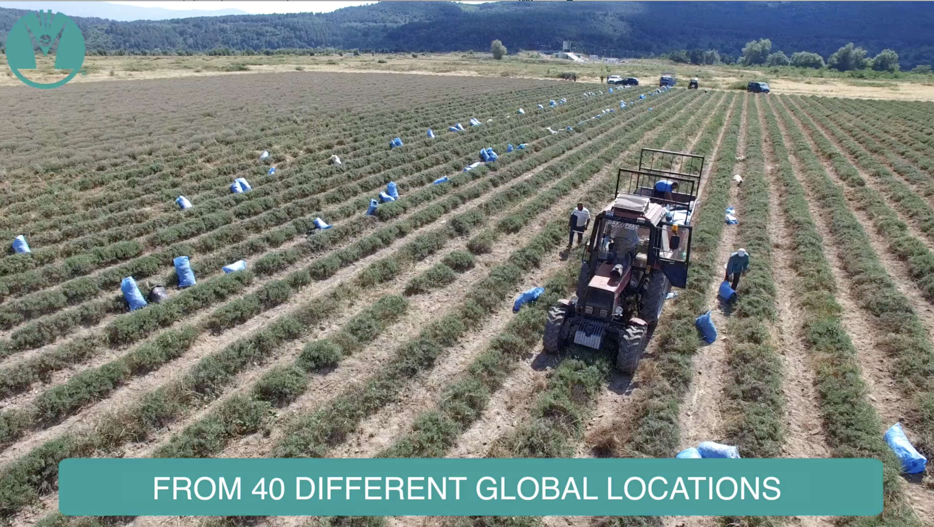 GuruNanda 100% Pure & Natural Eucalyptus Essential Oil for Aromatherapy & Diffuser - 15ml | Walmart (US)