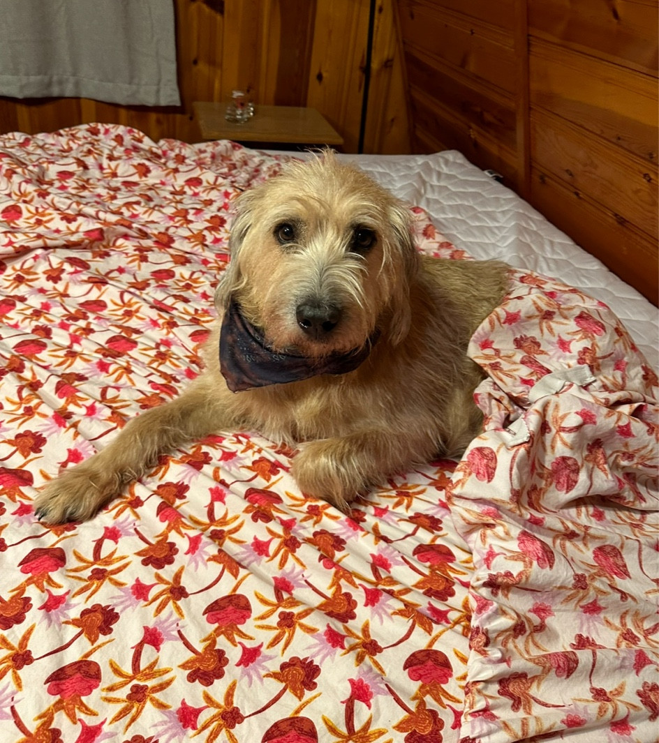 Not sure if I like these sheets more or Cloud does… 

#LTKhome #LTKfindsunder50 #LTKSeasonal