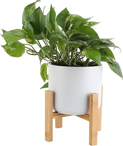 Costa Farms Easy Care Devil's Ivy Golden Pothos Live Indoor Plant, 10-Inches Tall, White Mid-Cent... | Amazon (US)