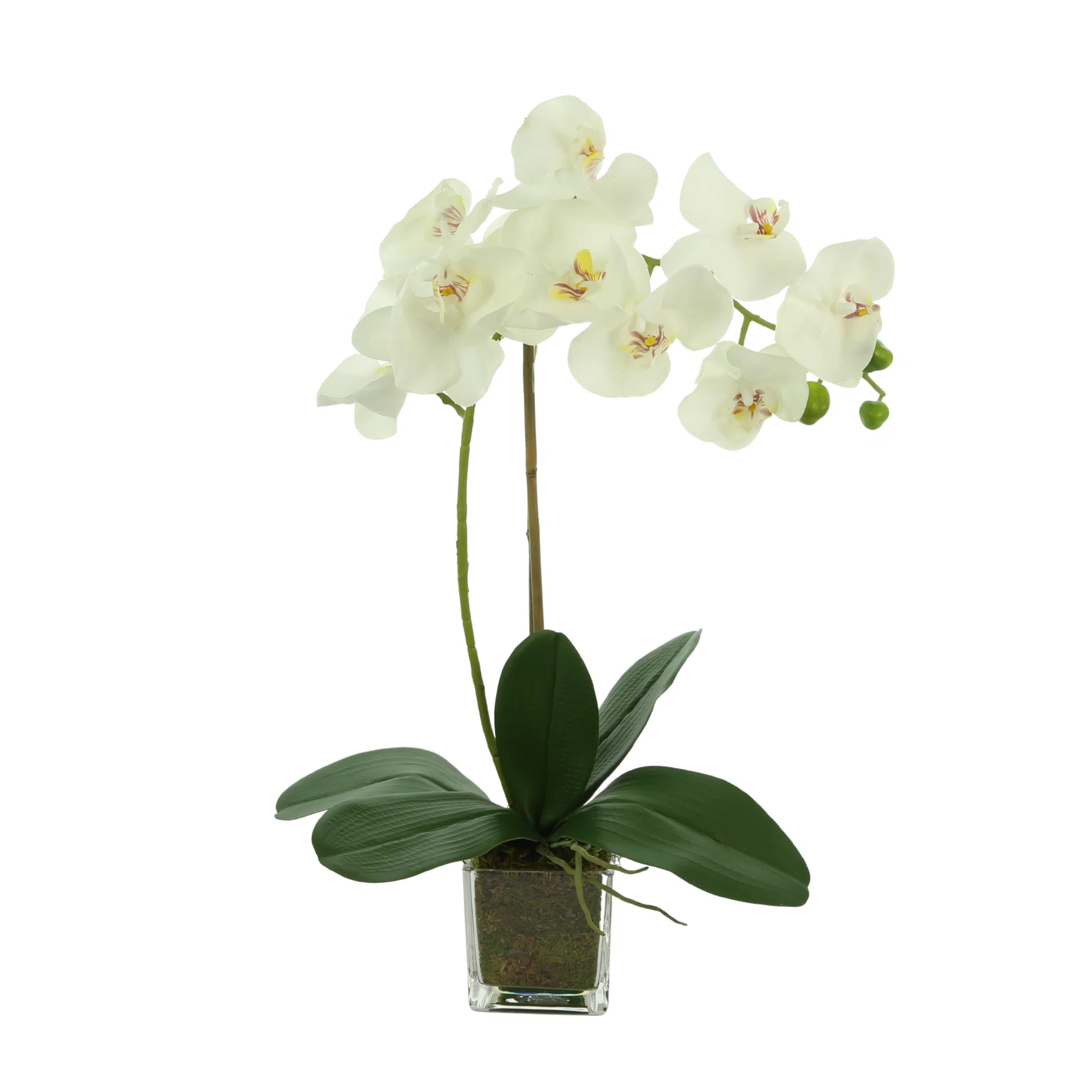 Orchid Arrangement in Square Glass Vase | Perigold