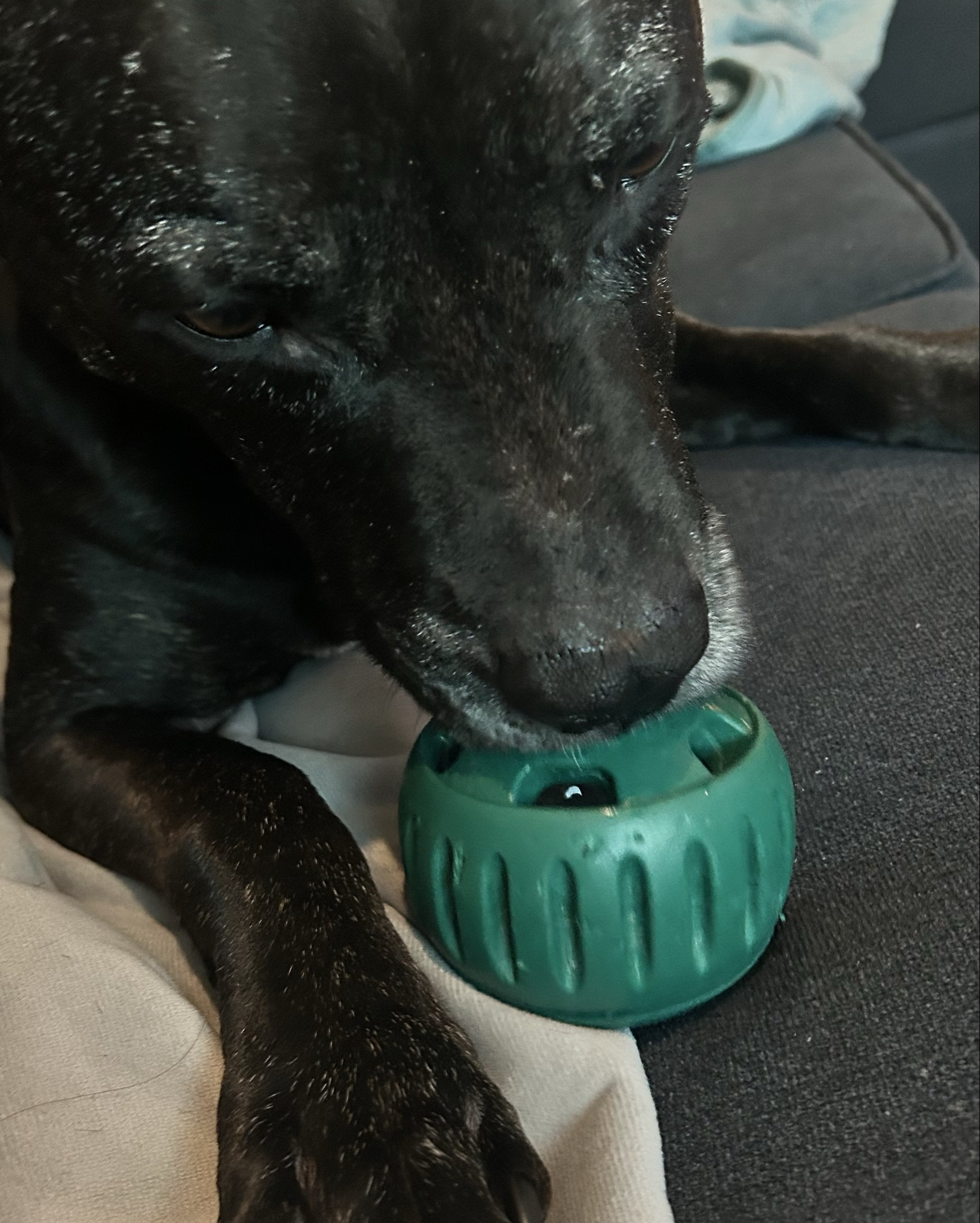 Linked Zuma’s absolute FAVORITE toy 🐾💚 He will not put this thing down — it keeps him busy, mentally stimulated, and so happy. If your pup needs a new obsession, this is it! 🖤 #LTKpets #DogToy 