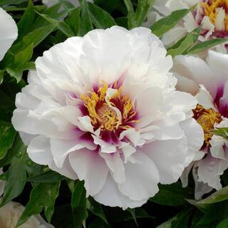 BELL NURSERY | The Home Depot