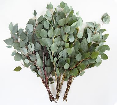 Live Silver Dollar Eucalyptus Branches, 3 Bunches | Pottery Barn (US)