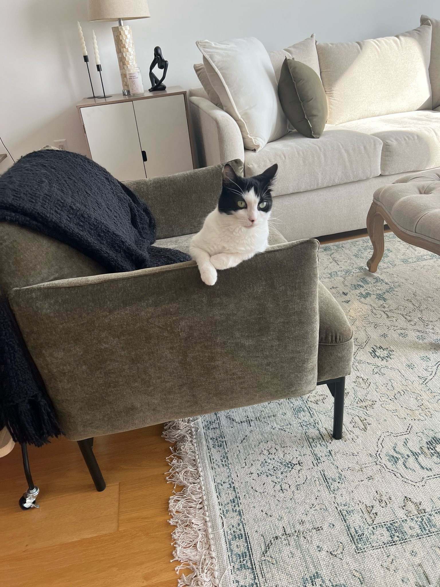 Cat not included 🤣🐈‍⬛

#LTKHome #LTKStyleTip #LTKSaleAlert