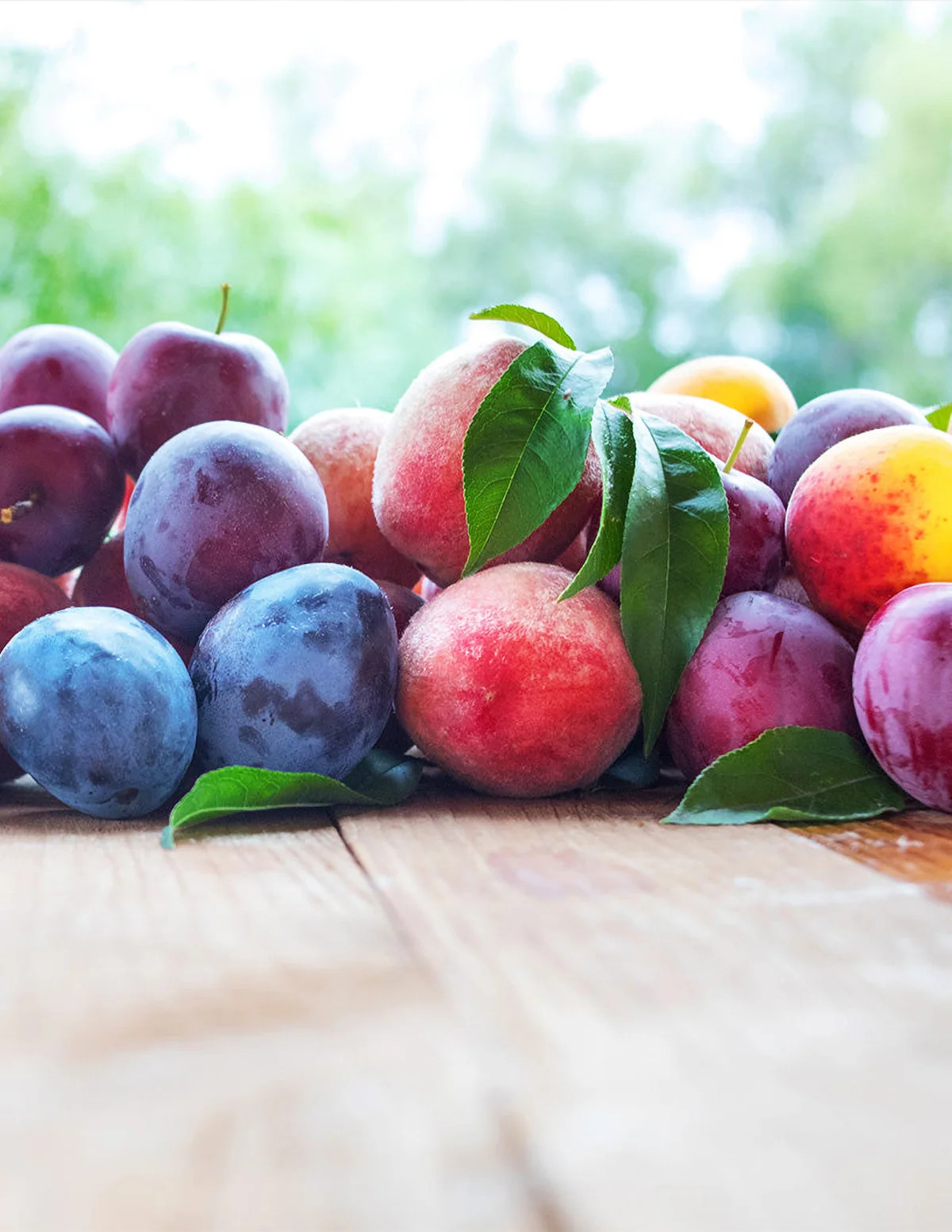 Fruit Cocktail Tree | The Sill