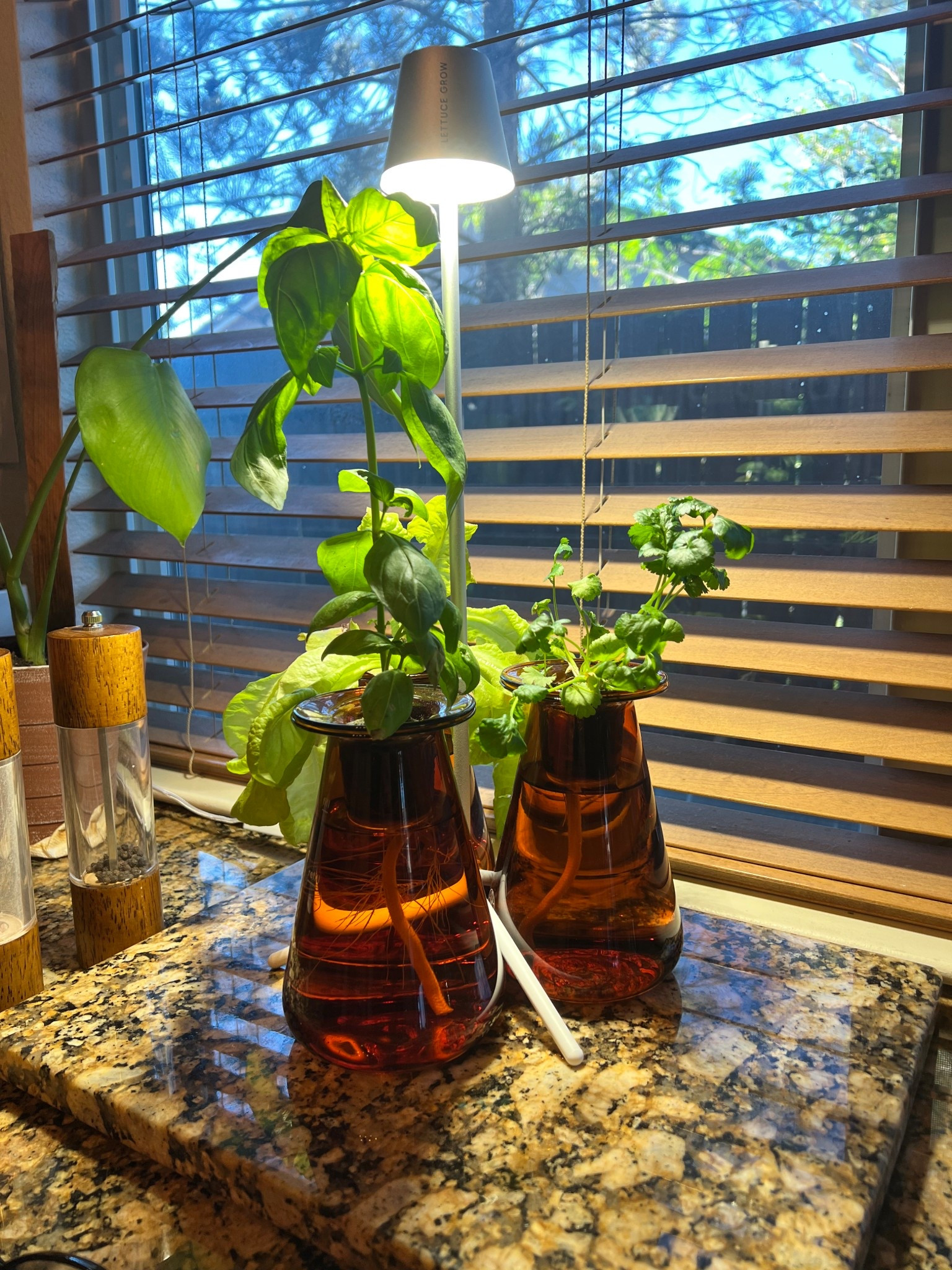 My friend’s lettuce grow counter tops are doing great!! All this week you can get 15% off orders over $159 with code SUMMER15! 

#lettucegrow 
#growyourown 

#LTKSeasonal #LTKFindsUnder50 #LTKHome