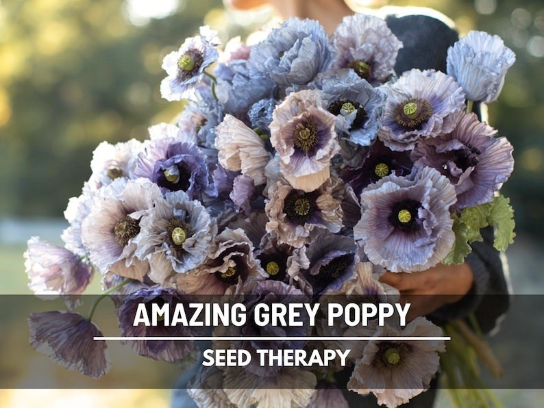Ethereal and unforgettable, Amazing Grey Poppies bloom in soft, smoky shades of silver, mauve, and blue with delicate, tissue-paper petals that seem to float above the garden. Loved by floral designers for their rare coloring and romantic movement, these easy-to-grow heirloom poppies bring dreamy beauty to flower beds, wild borders, and one-of-a-kind bouquets—often returning to surprise you again next season. #poppy #amazinggrey #heirloomflowers #cutflowergarden #romanticgarden #growfromseed #flowerfarmstyle #gardeninspiration

#LTKdayinmylife #LTKHome #LTKSeasonal