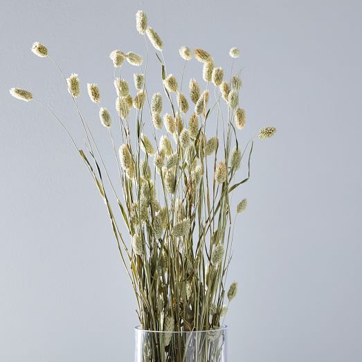 Dried White Canary Grass | West Elm (US)