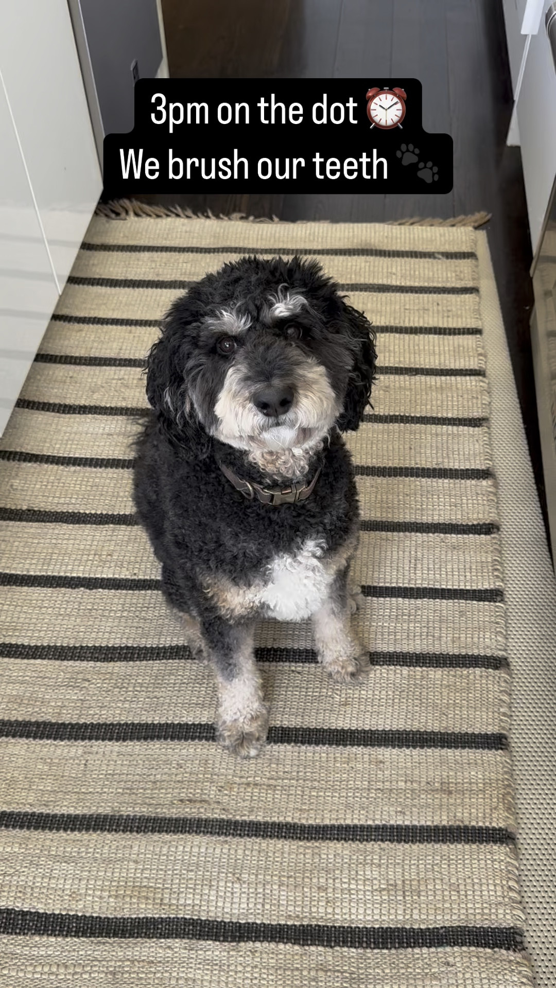 Henri loves to stick to a routine ⏰ 3pm we brush our teeth. 5pm is dinner. Not any later! 

What time is it? 🐾