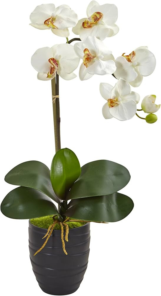 Nearly Natural 1479-CR N/A Phalaenopsis Orchid in Black Vase, Cream | Amazon (US)