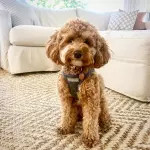 Off White Handwoven Jute Jagged Chevron Area Rug | Rugs USA