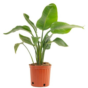 Costa Farms White Bird Of Paradise House Plant in 10-in Pot | Lowe's