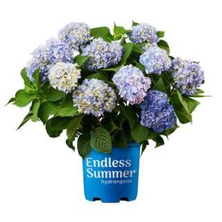 Endless Summer 2 Gal. Original Hydrangea Plant with Pink and Blue Flowers-14746 - The Home Depot | The Home Depot