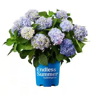 Endless Summer 2 Gal. Original Hydrangea Plant with Pink and Blue Flowers-14746 - The Home Depot | The Home Depot