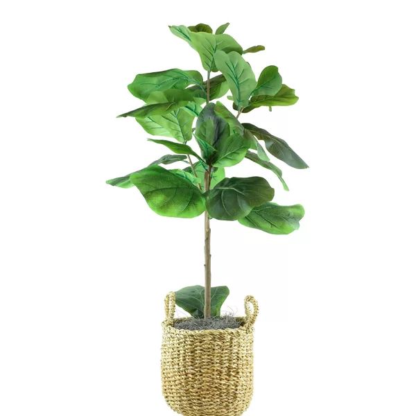 Fiddle Leaf Fig Tree in Basket | Wayfair North America